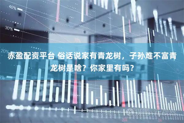 赤盈配资平台 俗话说家有青龙树，子孙难不富青龙树是啥？你家里有吗？